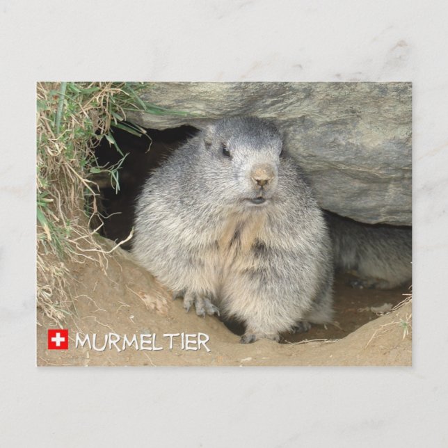 Carte Postale Murmeltier, Schweiz / Marmot, Suisse (Devant)
