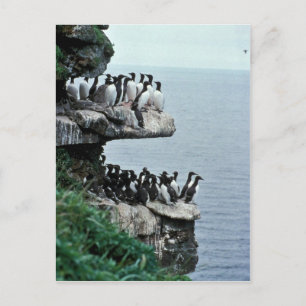 Carte Postale Murres sur les falaises de mer, Pribilof Islands
