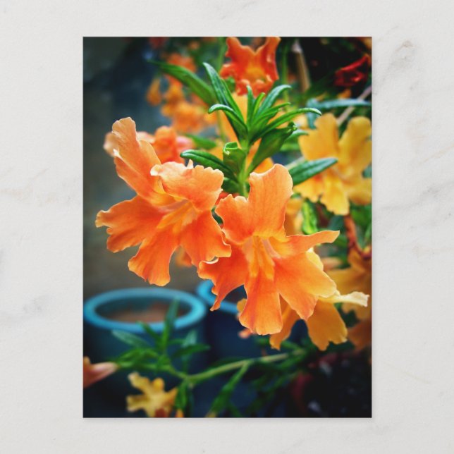 Carte Postale Musc (Devant)