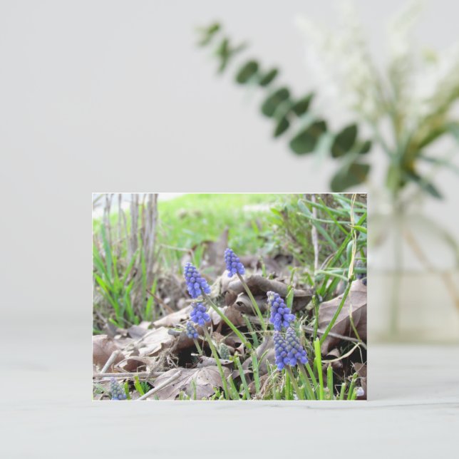 Carte postale - Muscari (Debout devant)