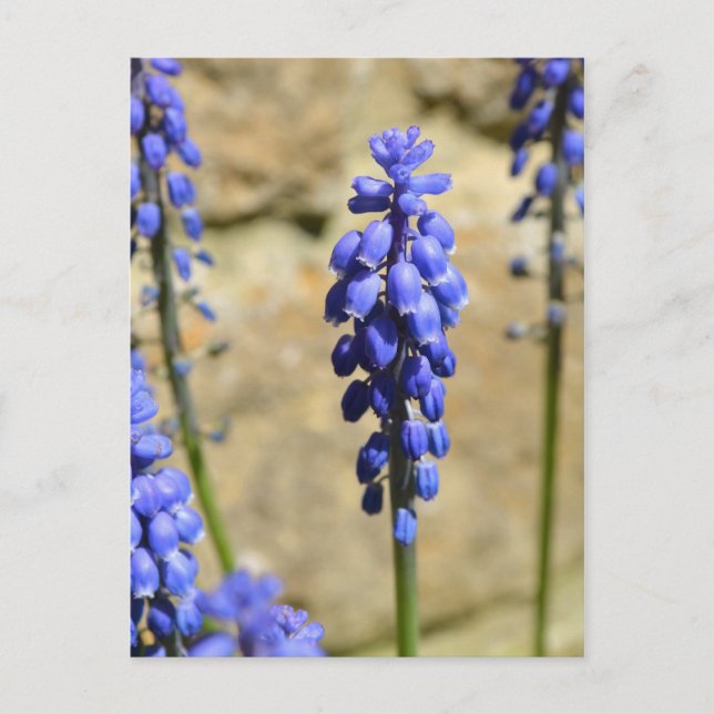 Carte postale Muscari Graphe Hyacinth (Devant)