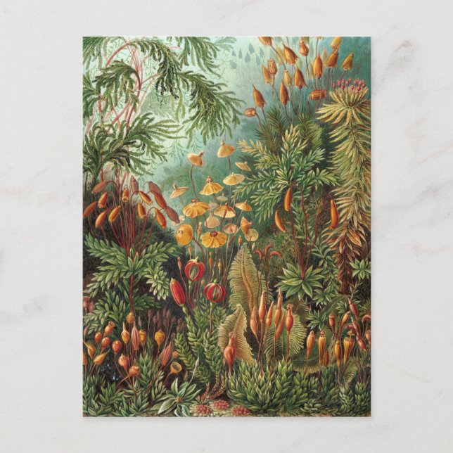 Carte Postale Muscinae vintage, Plantes de la mousse par Ernst H (Devant)