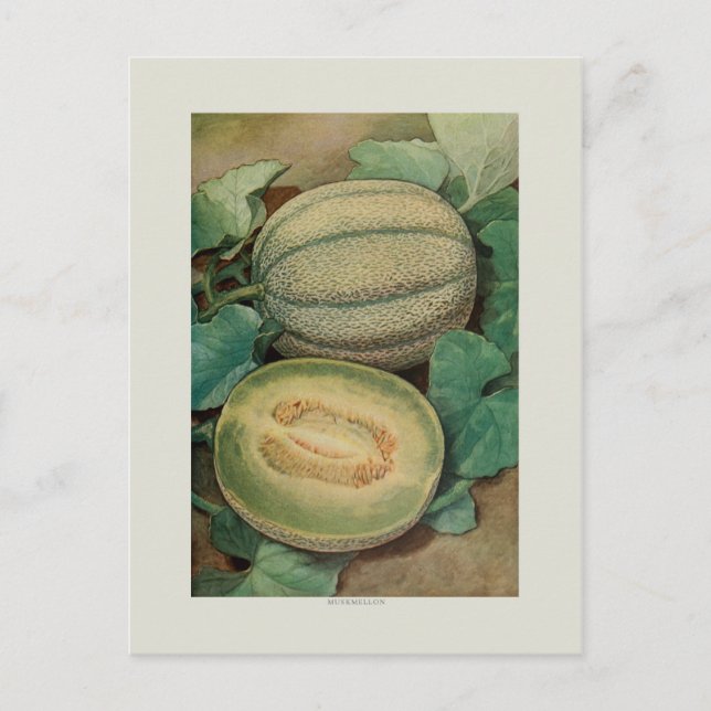 Carte Postale Muscle (Devant)