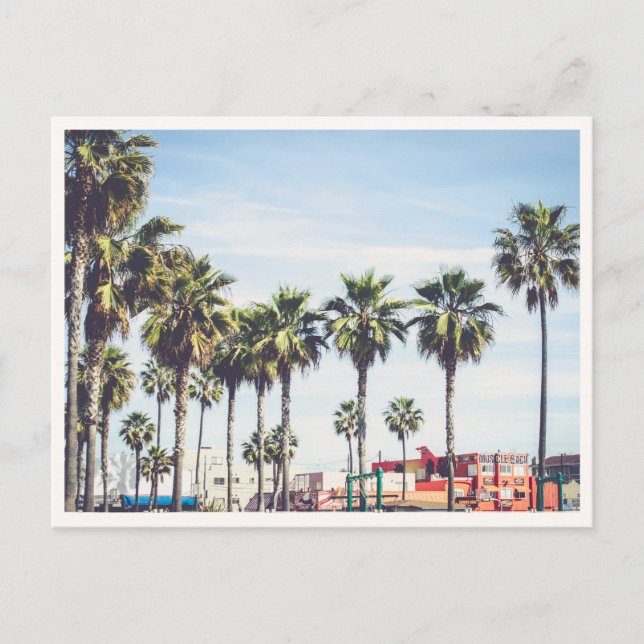 Carte Postale Muscle Beach Venice Beach California Palm Tree (Devant)