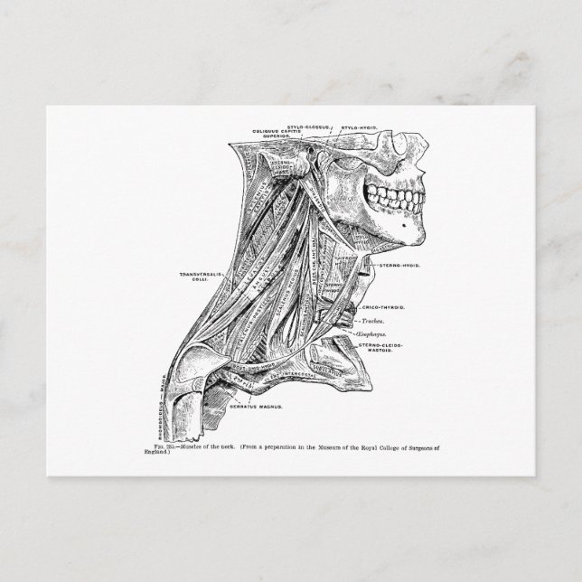 Carte Postale Muscles d'anatomie Vintage humaine du cou (Devant)
