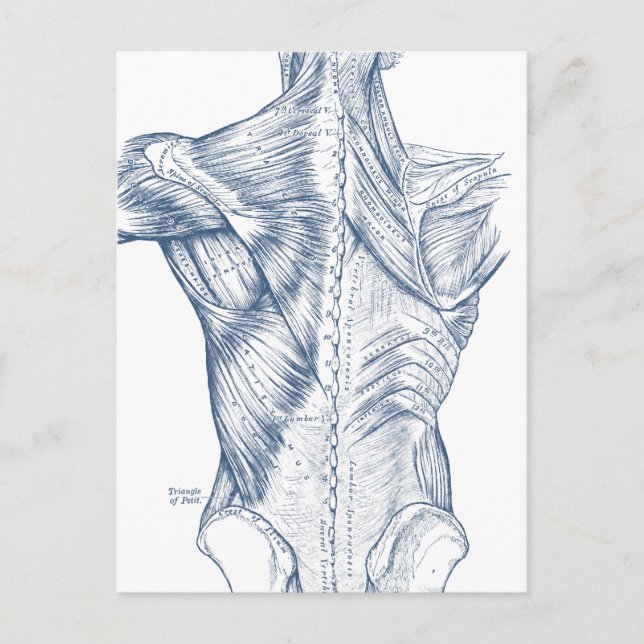 Carte Postale Muscles de dos Médicales vintages bleu (1890) (Devant)