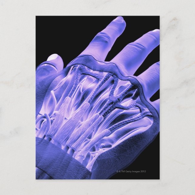 Carte Postale Muscles de la main (Devant)