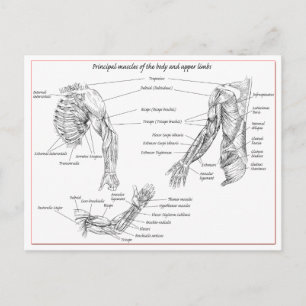 Carte Postale Muscles du haut du corps