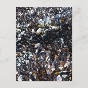Carte Postale Muscles et Barnacles à Bob Creek, OU