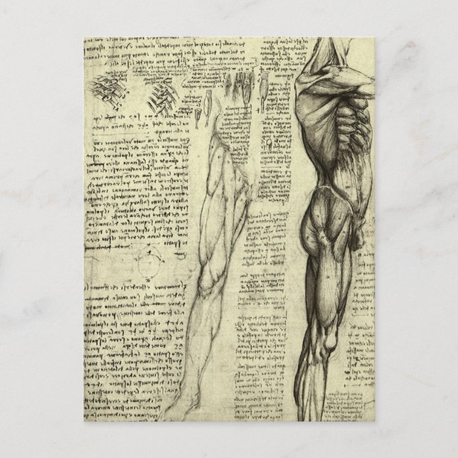 Carte Postale Muscles humains anatomiques de Léonard de Vinci (Devant)