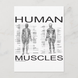 Carte Postale Muscles humains et anatomie