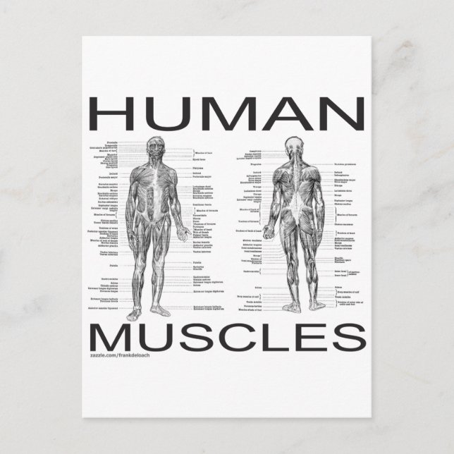 Carte Postale Muscles humains et anatomie (Devant)