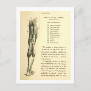 Carte Postale Muscles vintages de jambe de l'anatomie  