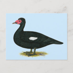 Carte Postale Muscovy Black Drake