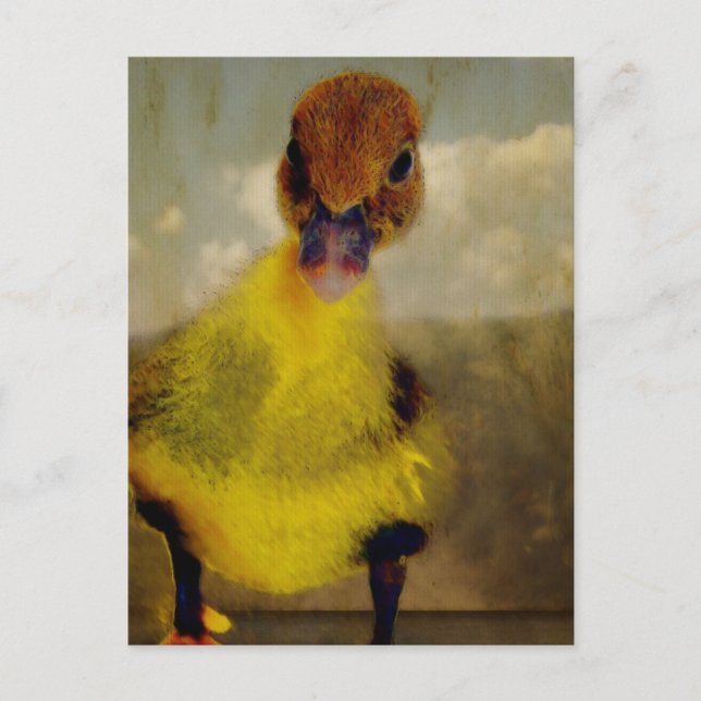 Carte Postale Muscovy Dreamin' (Devant)