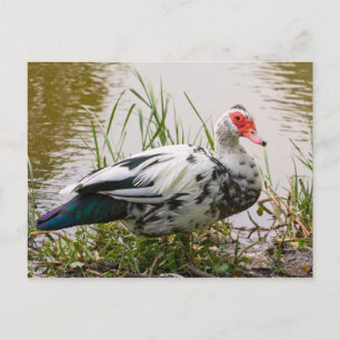 Carte postale Muscovy Duck