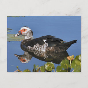 Carte postale Muscovy Duck Photo