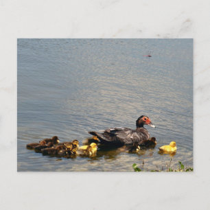 Carte postale Muscovy Duck Photo