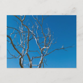 Carte Postale Musée d'art de Saint-Louis Sculpture