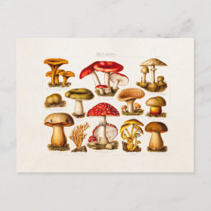 Carte Postale Mushroom Variety Red Mushrooms