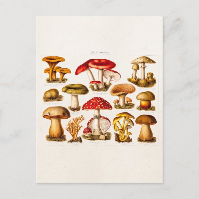Carte Postale Mushrooms de la variety rouge (Devant)
