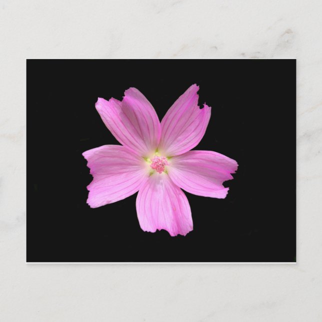 Carte Postale Musk-mallow (Devant)