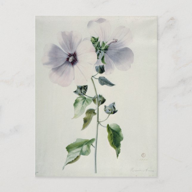 Carte Postale Musk Mallow, 18ème siècle (Devant)