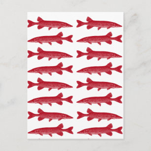 Carte Postale Muskie rouge