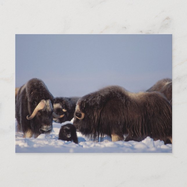 Carte Postale muskox, moschatus d'Ovibos, taureau et vache avec (Devant)