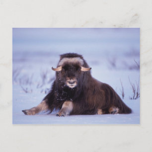 Carte Postale muskox, Ovibos moschatus, jeune taureau
