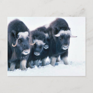 Carte Postale Muskoxen