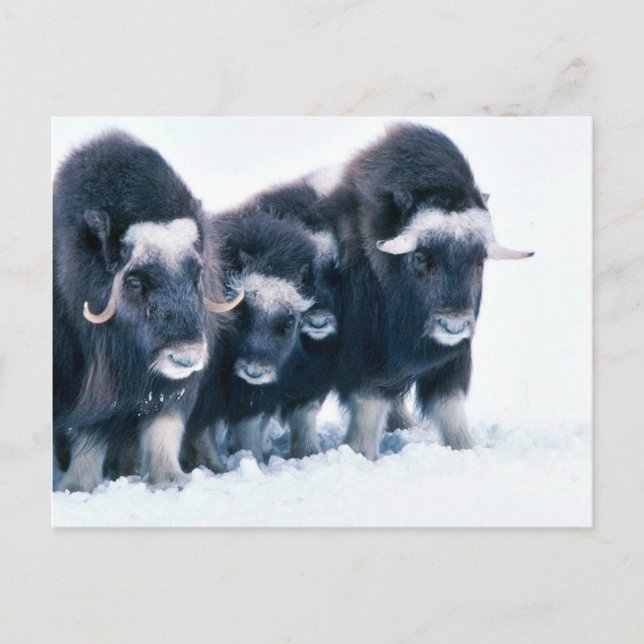 Carte Postale Muskoxen (Devant)