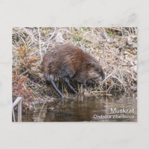 Carte Postale Muskrat
