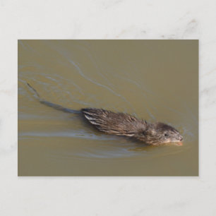 Carte postale Muskrat