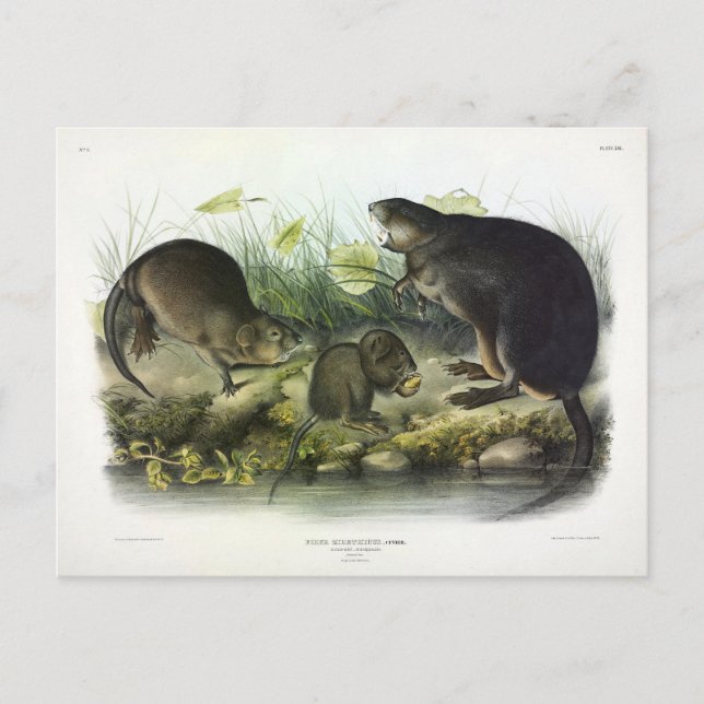 Carte Postale Muskrat de Quadrupeds of North America d'Audubon (Devant)