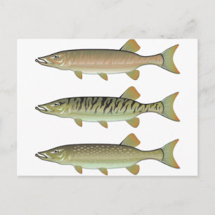 Carte Postale Musky Tiger et Northern Pike vecteur