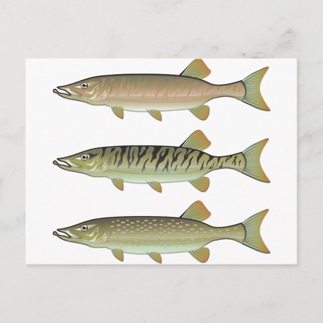 Carte Postale Musky Tiger et Northern Pike vecteur (Devant)