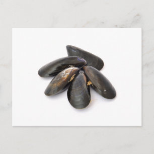 Carte Postale Mussel