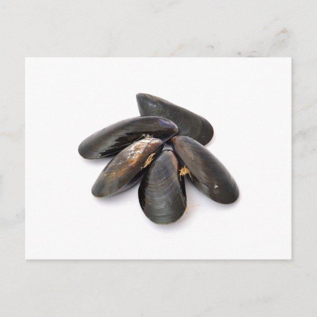Carte Postale Mussel (Devant)