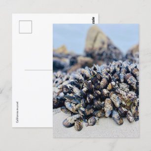 Carte postale - Mussel de Californie