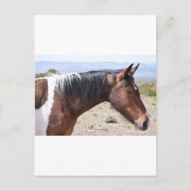 Carte Postale Mustang (Devant)