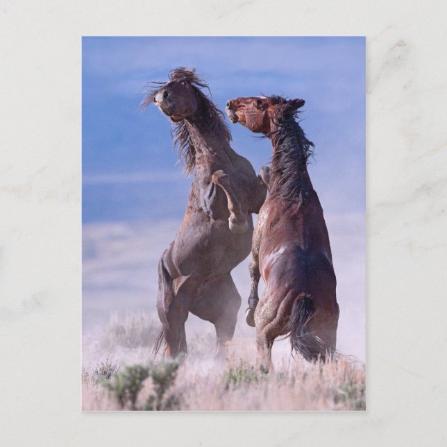 Carte Postale Mustang Fight 2 (Devant)