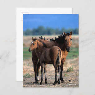 Carte Postale Mustang Mare et poulain debout avec les oiseaux