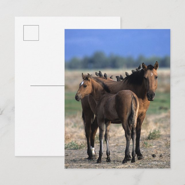 Carte Postale Mustang Mare et poulain debout avec les oiseaux (Devant / Derrière)