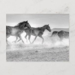 Carte Postale Mustang Run