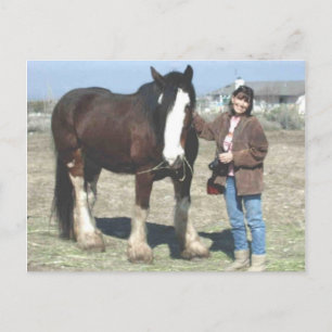 Carte Postale Mustang-Spirit Post Card