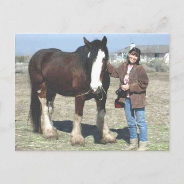 Carte Postale Mustang-Spirit Post Card (Devant)