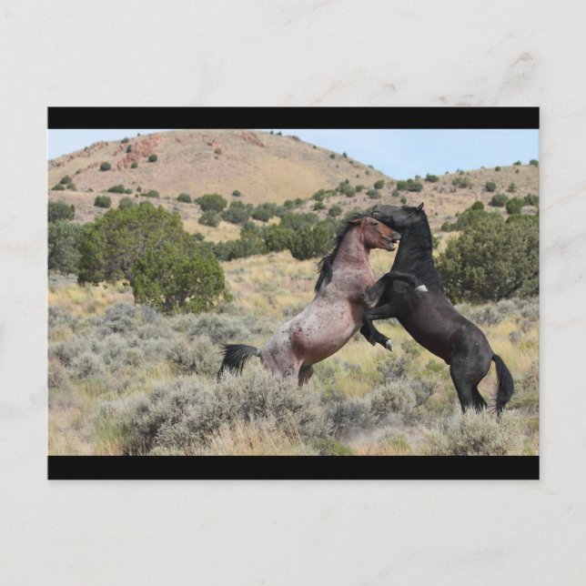 Carte Postale Mustang Waltz (Devant)