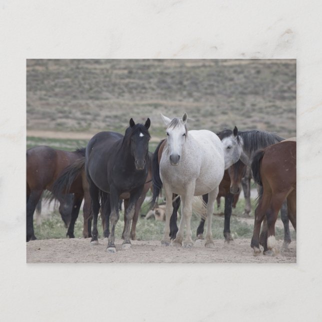 Carte Postale Mustangs de l'Utah (Devant)
