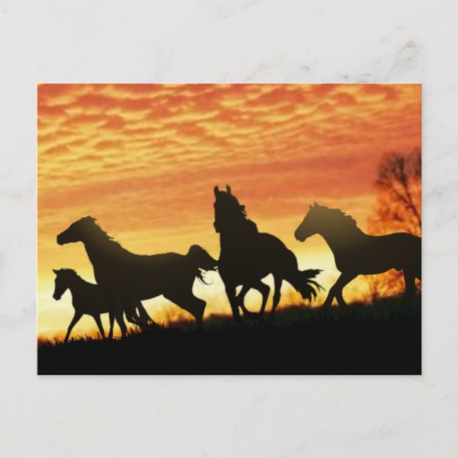 Carte Postale Mustangs sauvages (Devant)